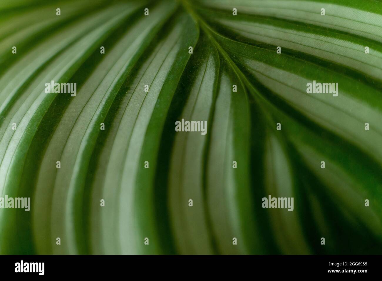 Calathea-Pflanze. Grünes Blatt Natur Konzept tropische exotische Hintergrund Muster Textur in hoher Auflösung Tapete aus nächster Nähe. Pflanzen im Haus Stockfoto