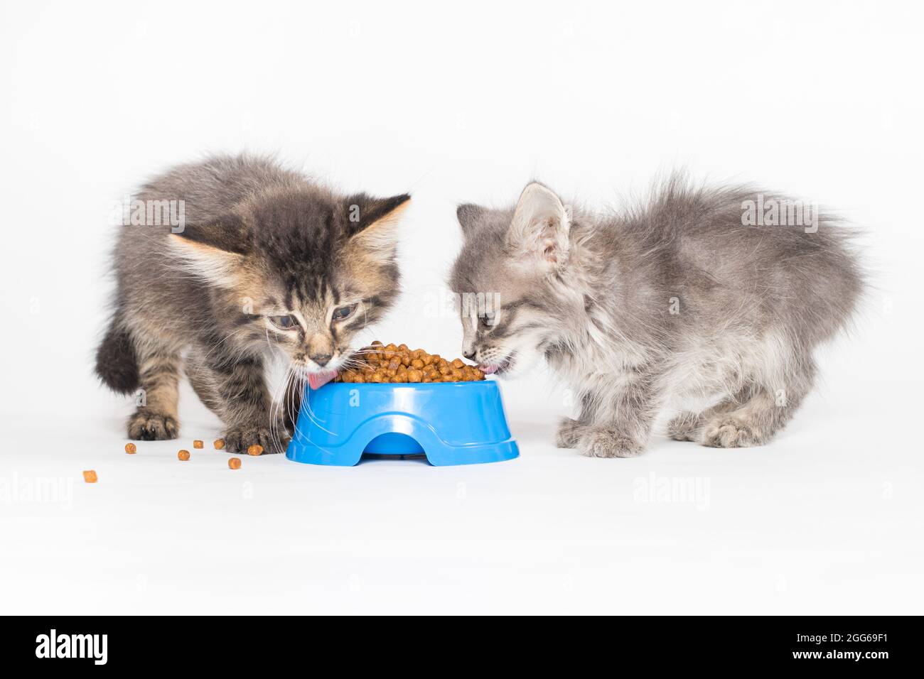 Zwei kleine graue Kätzchen essen Trockenfutter auf weißem Hintergrund. Futter für Katzen, Shop für Haustiere. Stockfoto