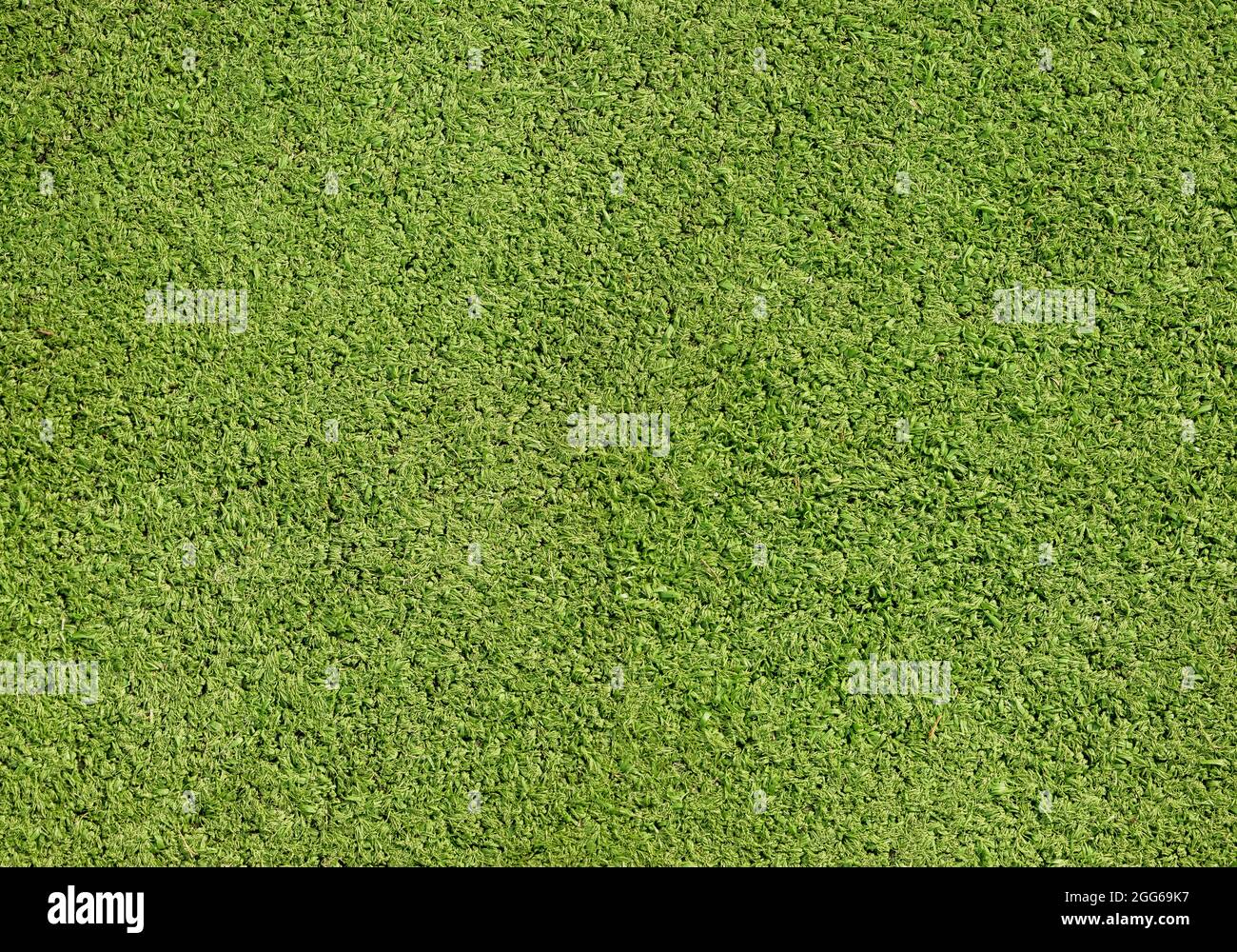 Kunstrasen, grünes Gras Feld Pitch Oberfläche Hintergrundstruktur, Draufsicht hohe Auflösung gefälschte Gras Boden Hintergrund, von oben geschossen. Sportsocken Stockfoto