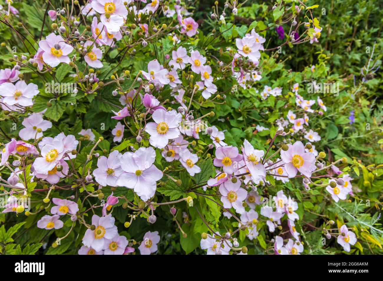 Hohe, herbstblühende, rosa Anemone-Pflanzen in krautigen Ränder. Stockfoto