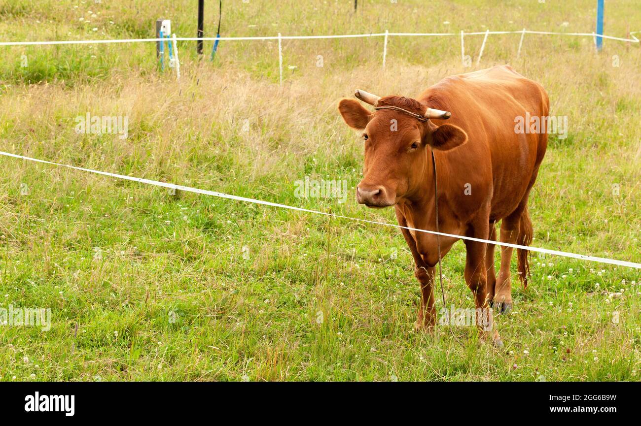 Eine einzelne braune Kuh auf einem grünen Feld, Wiese, ländliche Gegend, Land, Nutztier Nahaufnahme, Speicherplatz kopieren. Natur, Nutztiere und Vieh, Landwirtschaft Stockfoto