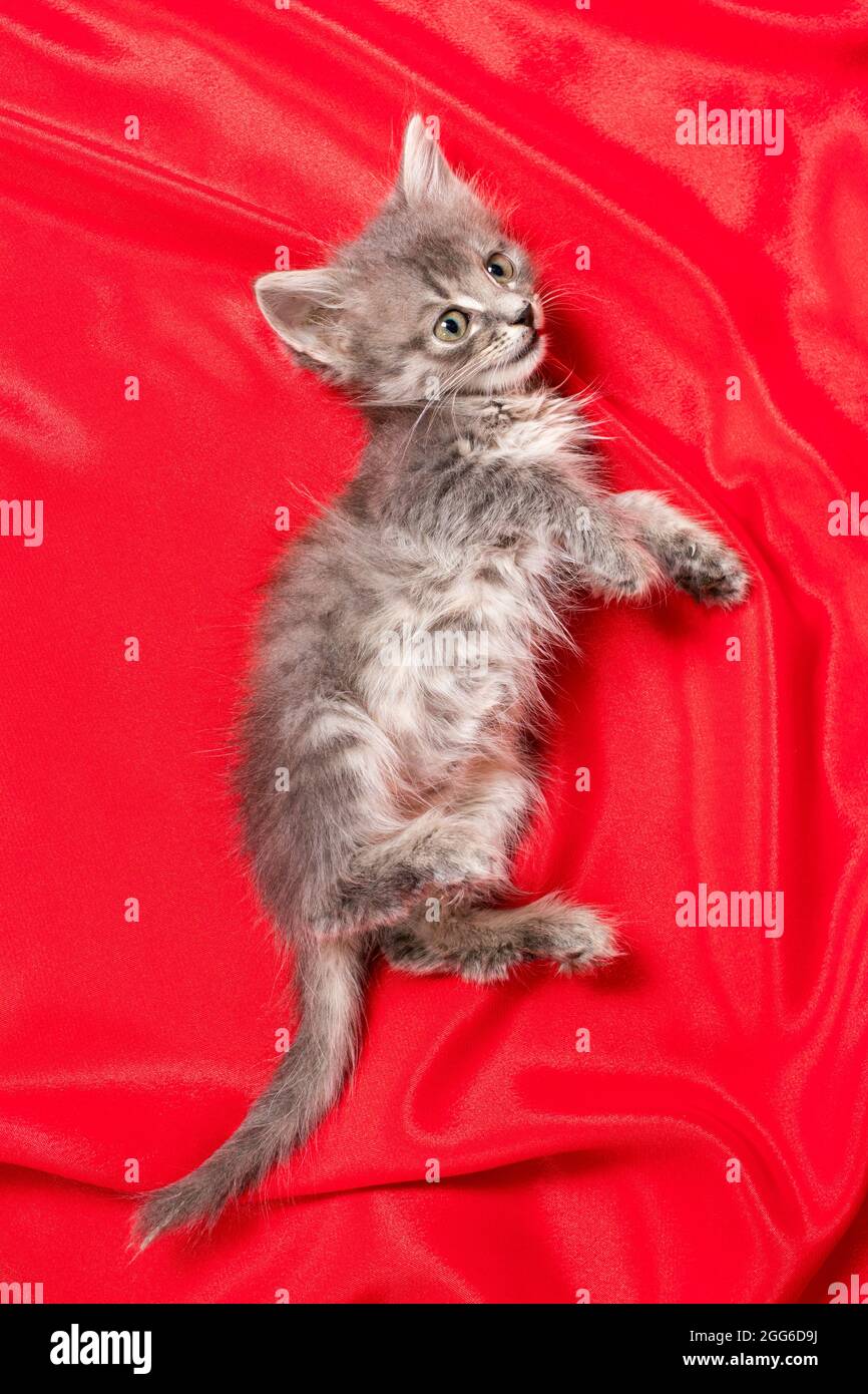 Niedliches graues Kätzchen liegt auf einer roten Decke Draufsicht. Kleine flauschige Katze im Alter von 1 Monat Stockfoto