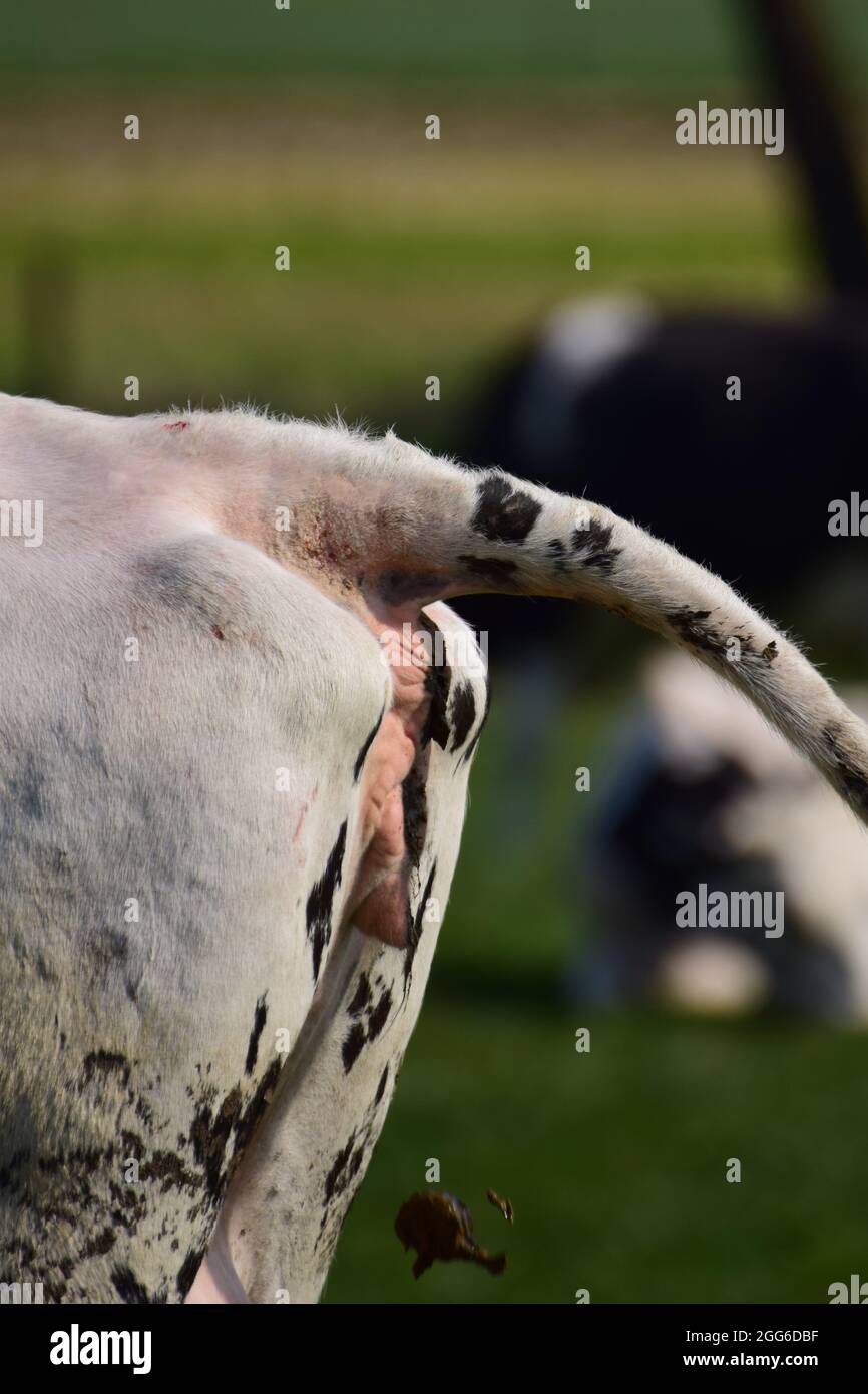 Hinterteil einer Kuh während des Stuhls Stockfoto