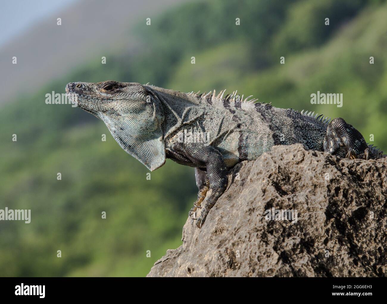 Stachelschwanzleguan (Ctenosaura similis), der die Sonne in Costa Rica genießt. Stockfoto