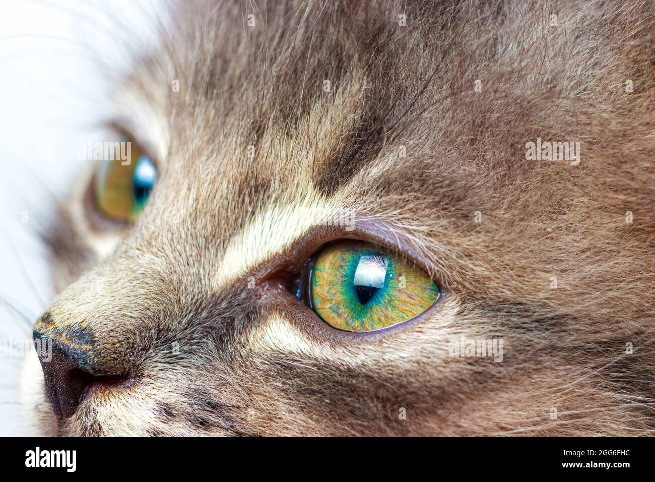 Grüne Augen Kätzchen Nahaufnahme. Augenheilkunde für Katzen und Tierkliniken. Stockfoto
