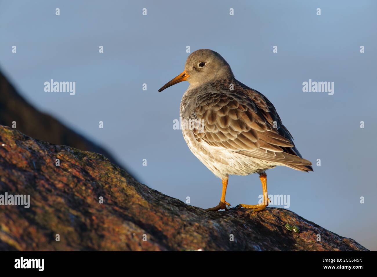 Ein erwachsener Purple Sandpiper (Calidris maritima) im Winter im nicht-brütenden Gefieder an der Ostküste Großbritanniens Stockfoto