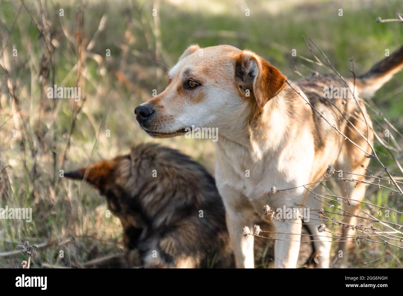 Niedliche zwei verspielte braune Hunde oder Haustier spielt und schaut sich in einem Park um Stockfoto