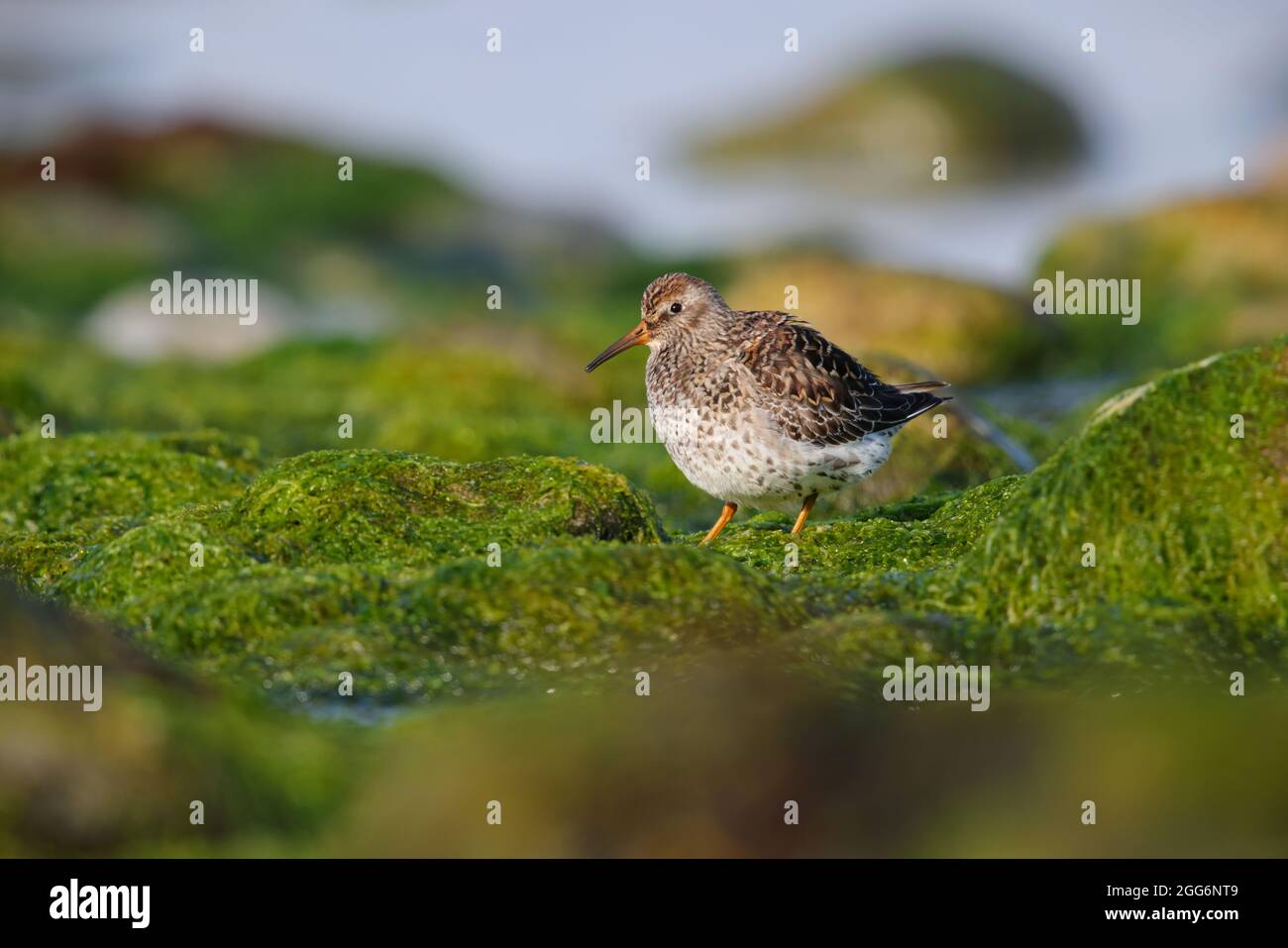 Ein erwachsener Purple Sandpiper (Calidris maritima) im brütenden Gefieder auf North Uist, Äußere Hebriden, Schottland Stockfoto