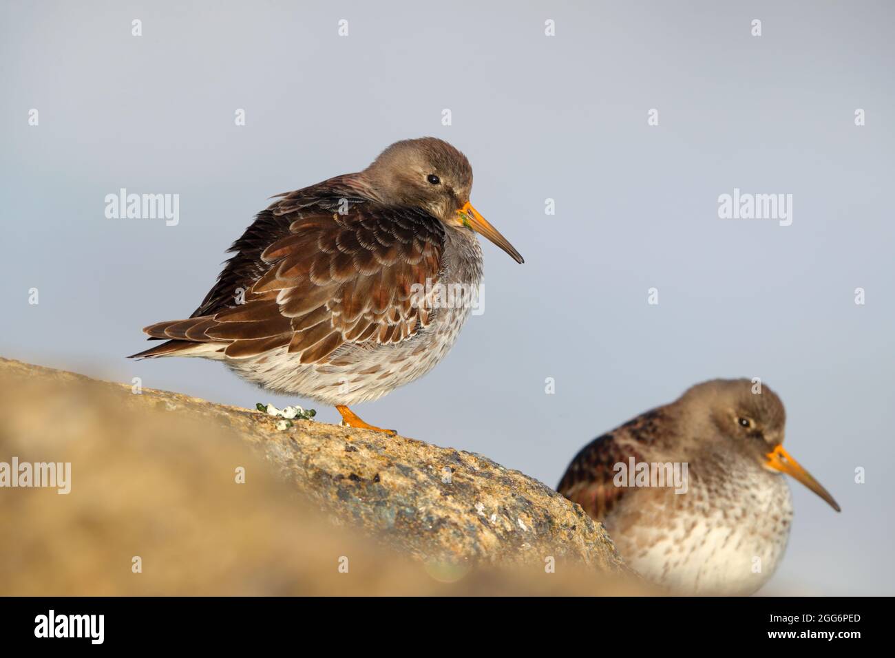 Ein Paar Purple Sandpipers (Calidris maritima) im Winter an der Ostküste Großbritanniens in nicht-brütendem Gefieder Stockfoto