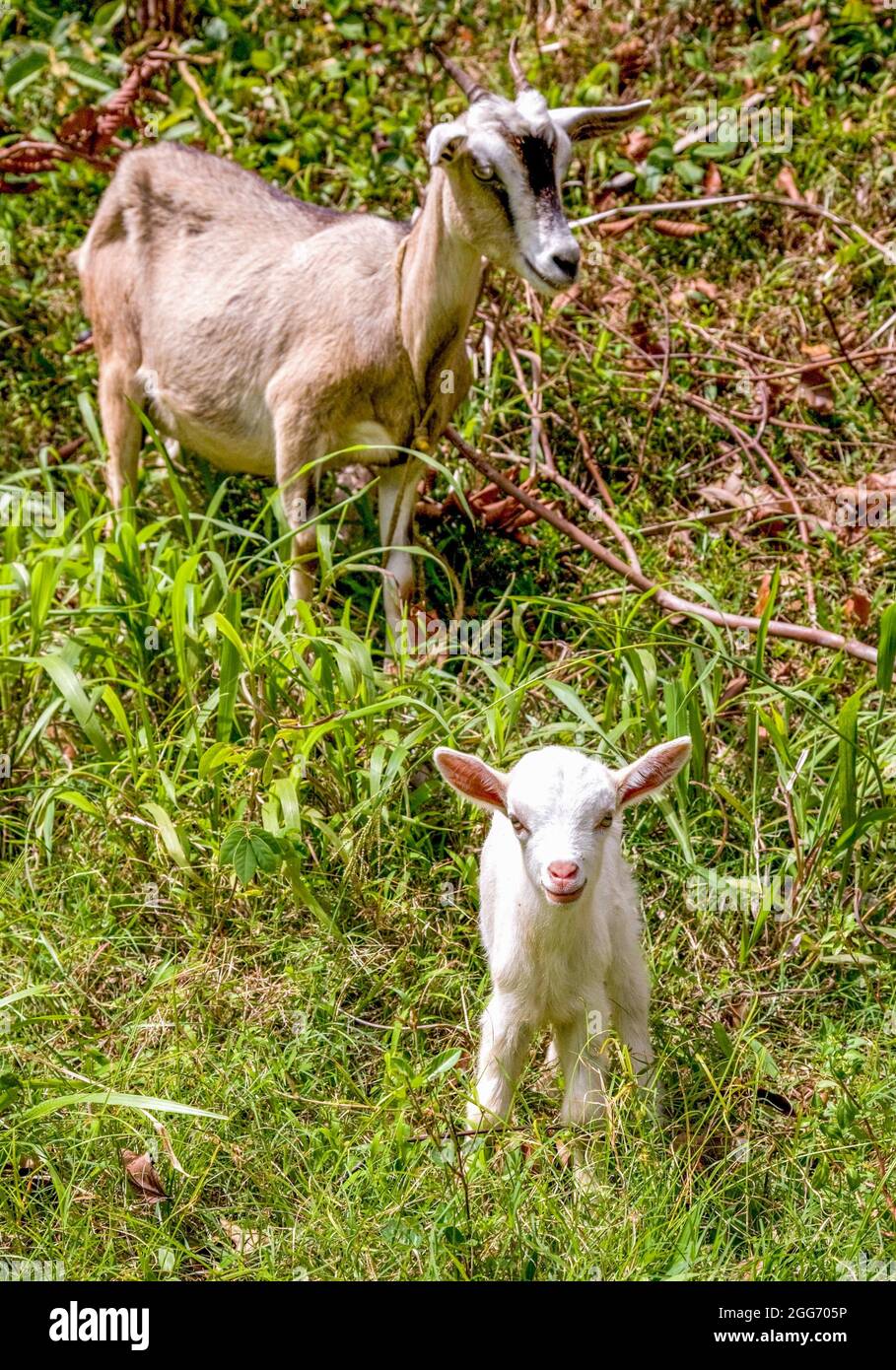Nanny Goat und ihr schneeweißes Kind in Dominica in Westindien Stockfoto