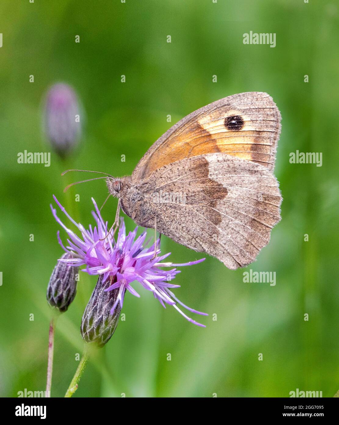 Meadow Brown Maniola jurtina auf schwarzem Knapweed in einer Somerset Meadow UK Stockfoto