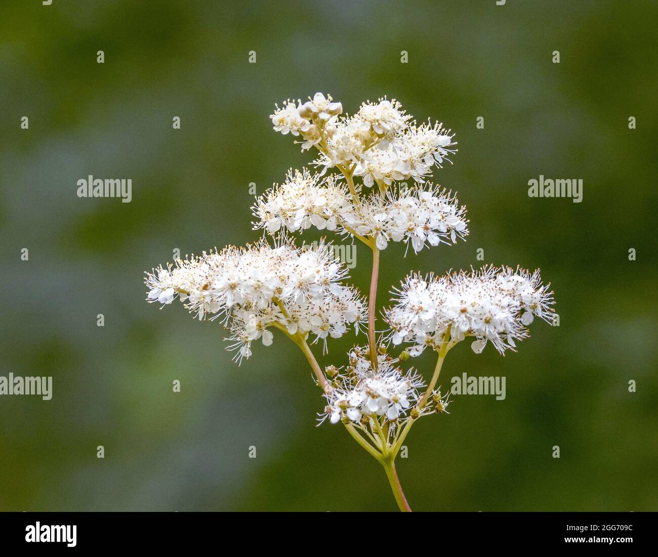Schaumige Blütenköpfe von Meadowsweet Filipendila ulmaria in einer Gloucestershire Wasserwiese UK Stockfoto