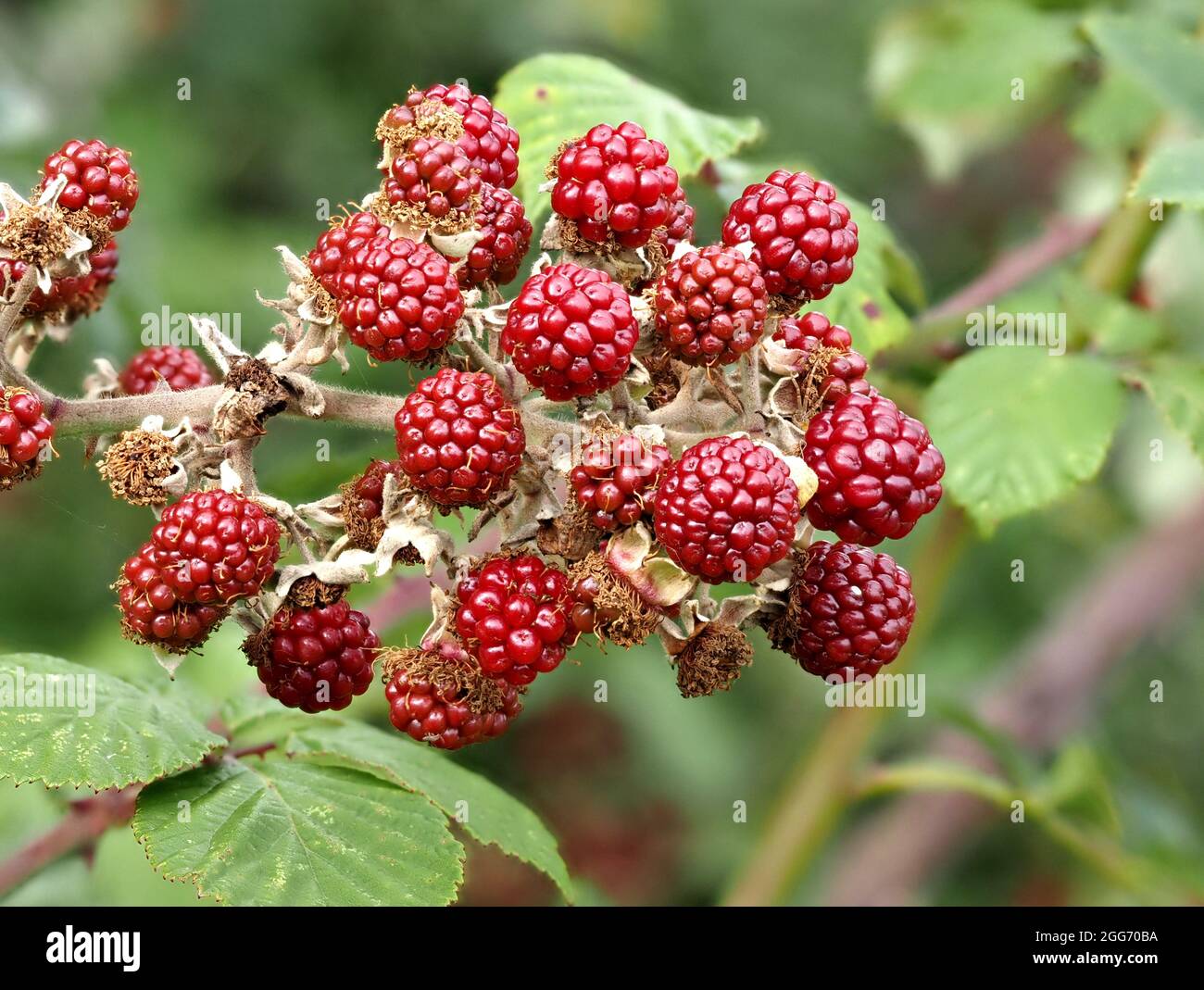 Reife Brombeeren auf einem Bramble Busch Rubus fruticosus in Somerset UK Stockfoto