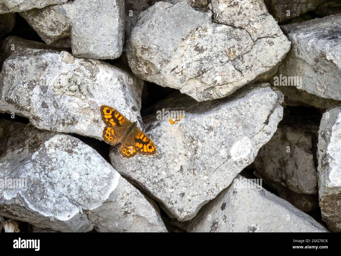 Männlicher Wandschmetterling Lasiommata megera auf einer Trockensteinmauer von Derbyshire - Peak District UK Stockfoto