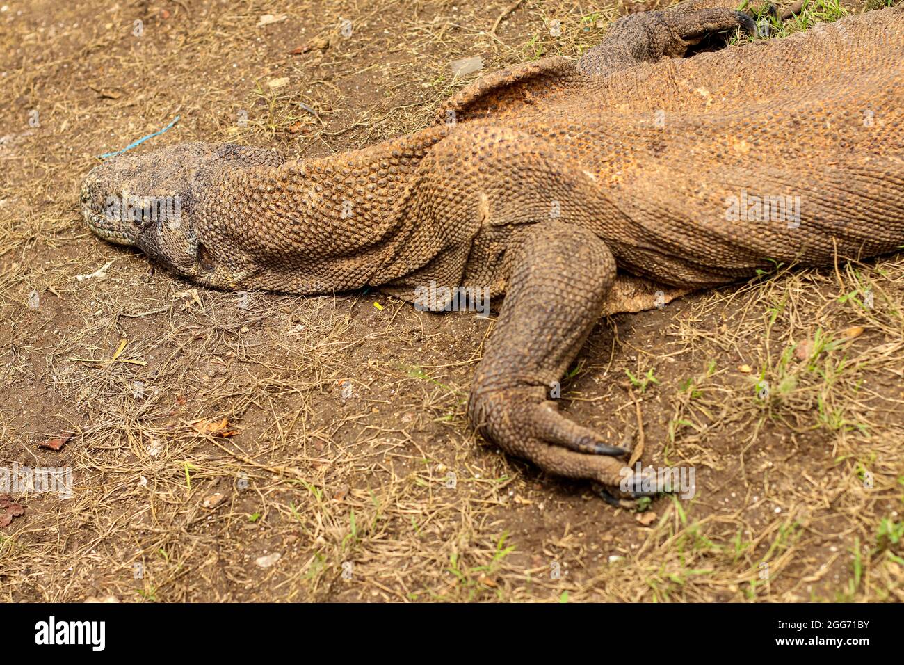 Nahaufnahme des Komodo-Drachen auf dem Boden und des Grases im Komodo-Nationalpark. Stockfoto