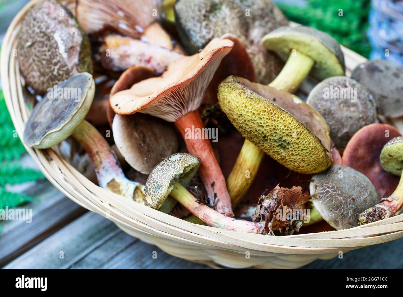 Körbe mit Pilzen auf Holzbank im Garten. Stockfoto