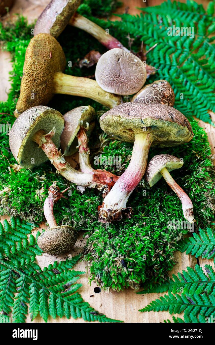 Körbe mit Pilzen auf Holzbank im Garten. Stockfoto