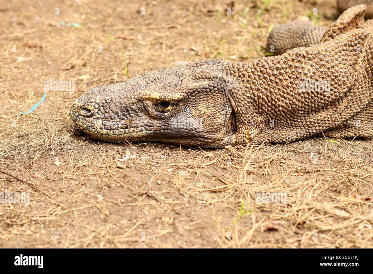 Nahaufnahme des Komodo-Drachen auf dem Boden und des Grases im Komodo-Nationalpark. Stockfoto