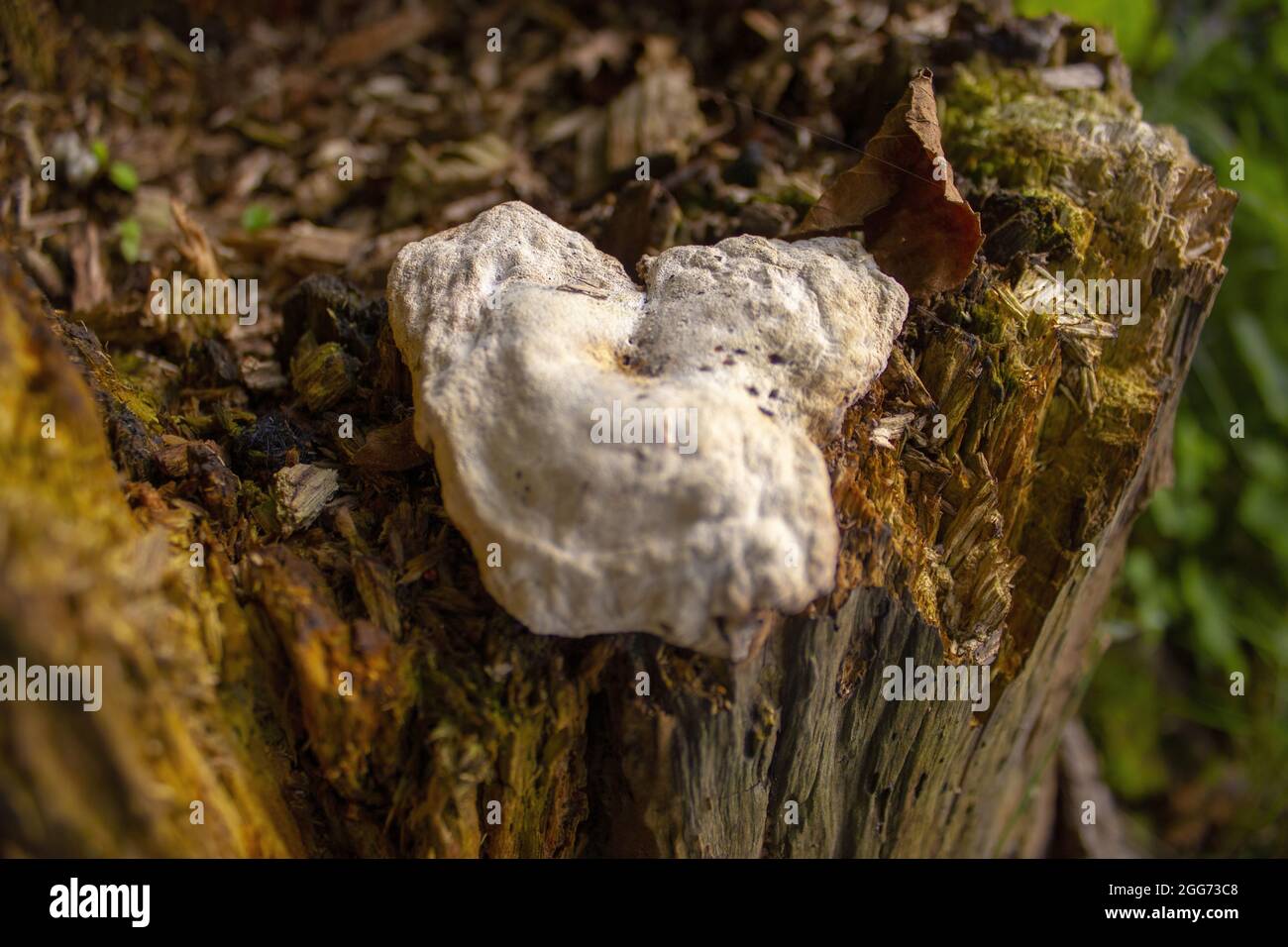 Ein weißer Pilz auf einem geschnittenen Baumstamm im Wald Stockfoto