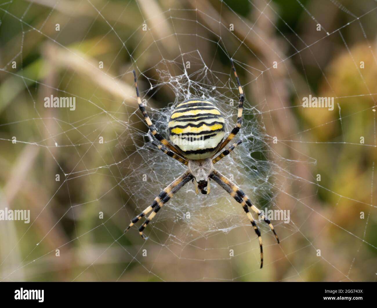 Argiope bruennichi eine Waspinne im Netz. Stockfoto
