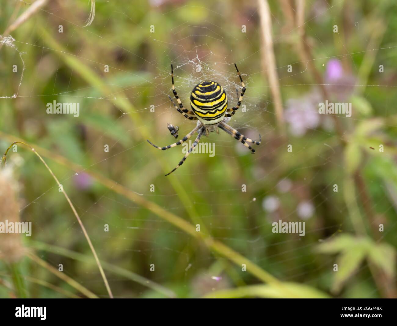 Argiope bruennichi eine Waspinne im Netz. Stockfoto