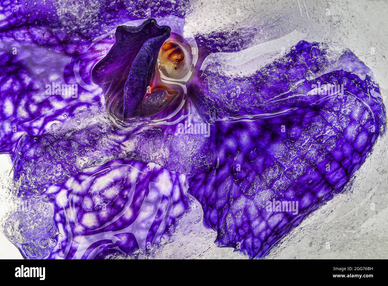 Wunderschöne Orchideenblume, eingefroren in Eis mit unscharfer Hintergrundfarbe Stockfoto