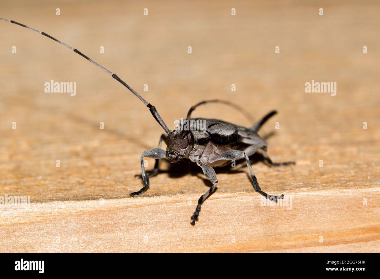 Zwergkäfer (Acanthocinus nodosus), Vorderansicht Weibchen auf einem Holzbrett. Stockfoto