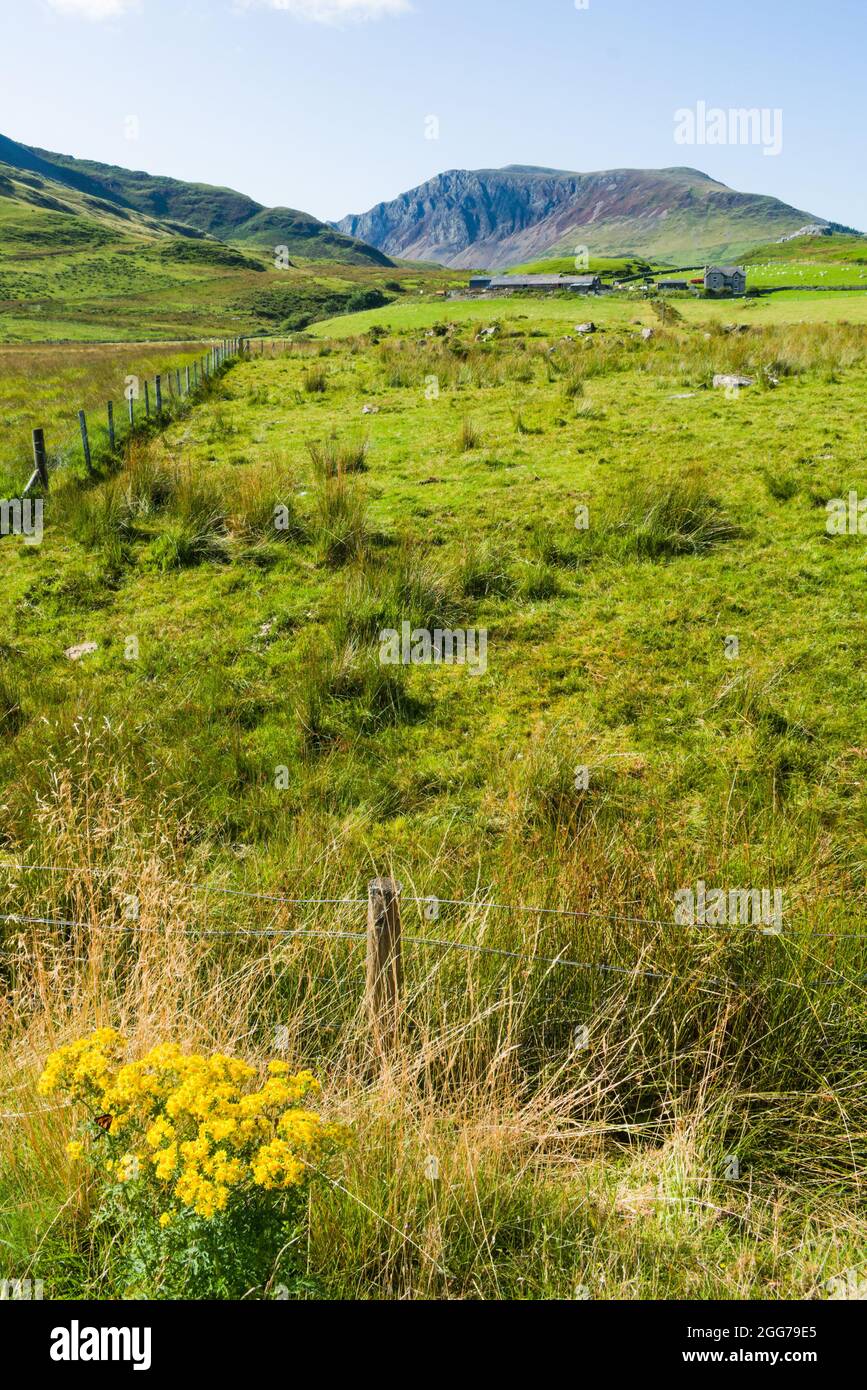 Wunderschöner Snowdonia Nationalpark, Wales. Dramatische Berglandschaft. Moorland und Gorse Felder im Vordergrund mit bunten Wildblumen. Hohe Mo Stockfoto