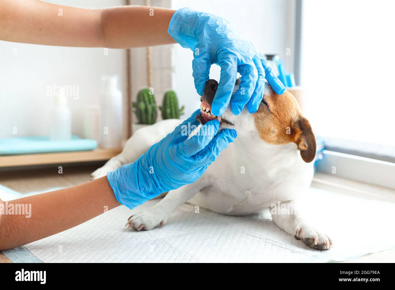 Ein Tierarzt mit blauen Handschuhen untersucht die Zähne eines Jack Russell  Terrier Hundes. Zahnarzt von Haustieren. Hund Zahnpflege, Zahnkalkül  Entfernung, Gummi Stockfotografie - Alamy