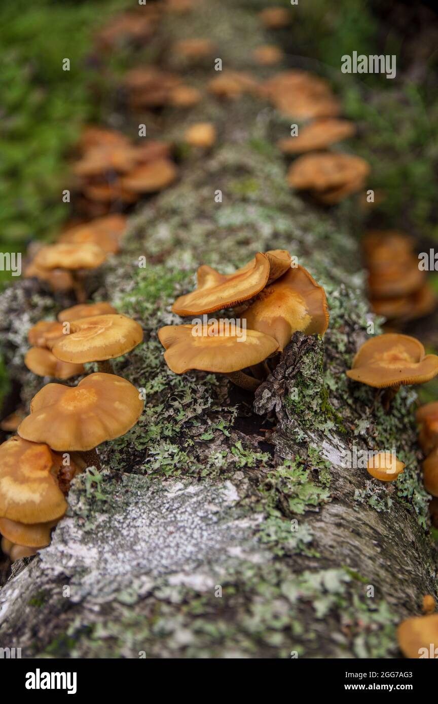 Familie von orangefarbenen, ungenießbaren falschen Honigpilzen, die aus einer gefallenen Birke in einem dunklen lettischen Wald wachsen Stockfoto