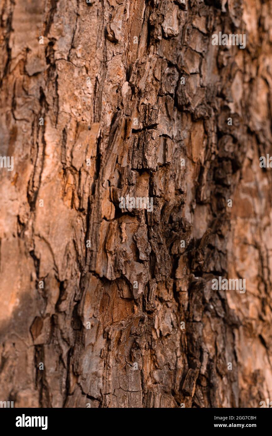 Nahaufnahme des Baumstamms mit Rinde.natürliche Holzstruktur Stockfoto