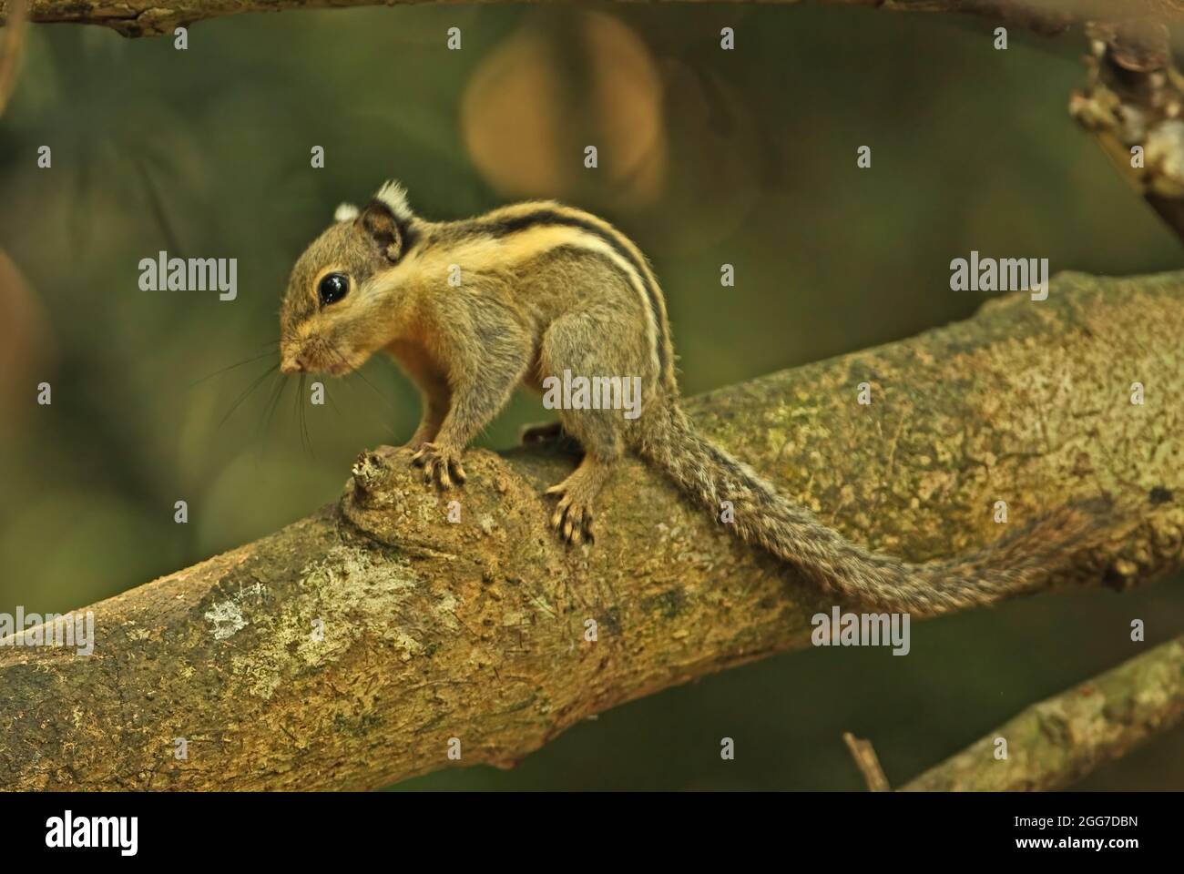 Himalayan Striped Squirrel (Tamiops mcclellandii) Erwachsener, der auf dem Zweig Kaeng Krachen, Thailand, steht November Stockfoto