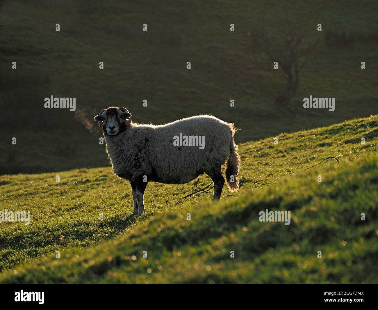 Dampf bildet den Atem von hinterleuchteten, schwarz gesichtigen Hügelschafen, die auf glühender grüner Wiese in Cumbria, England, Großbritannien, grasen Stockfoto