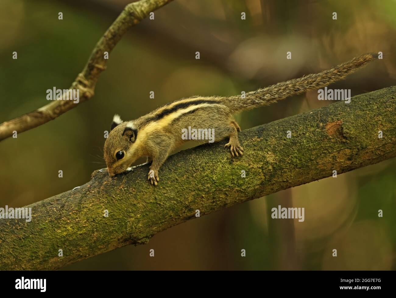 Himalayan Striped Squirrel (Tamiops mcclellandii) Erwachsener am Ast, der Feuchtigkeit ableckt Kaeng Krachen, Thailand November Stockfoto