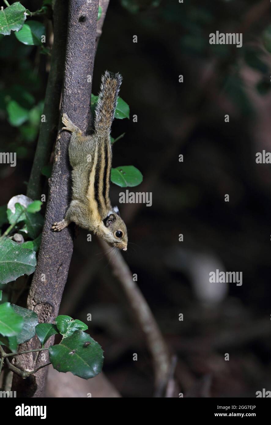 Himalayan Striped Squirrel (Tamiops mcclellandii) Erwachsener klettert über den Baumstamm Kaeng Krachen, Thailand Mai Stockfoto