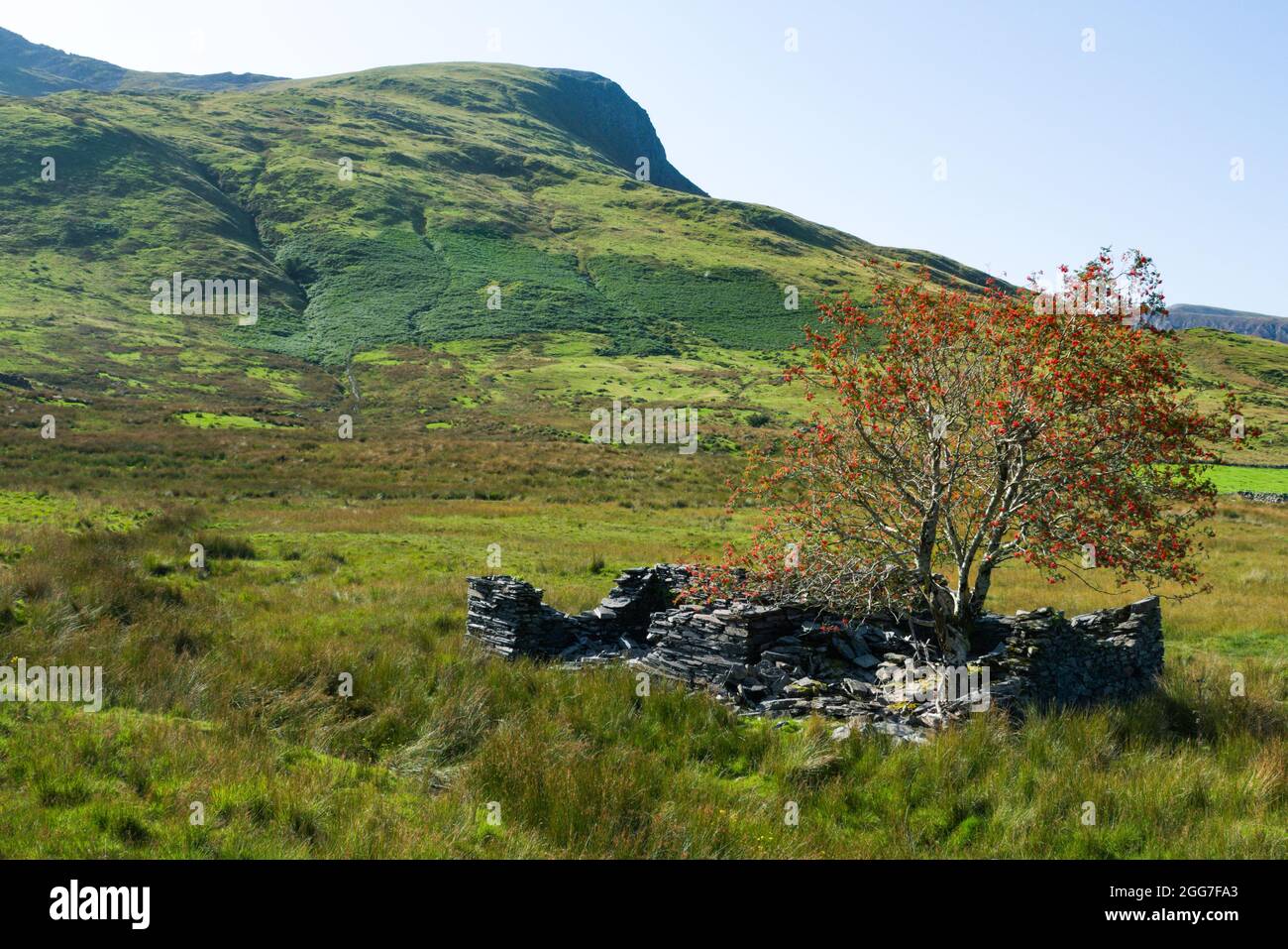 Snowdonia Nationalpark Wales. Dramatische Landschaft mit verwelkter Bergarbeiterhütte im Vordergrund. Steile Berge und Felder. Hanglage bei Bedgellert. Stockfoto