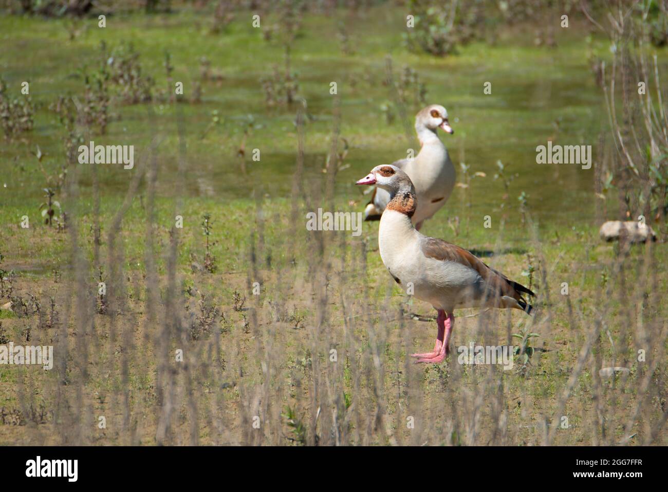 Ein Seitenprofil von zwei ägyptischen Gänsen (Alopochen aegyptiaca), die auf dem Feld stehen Stockfoto