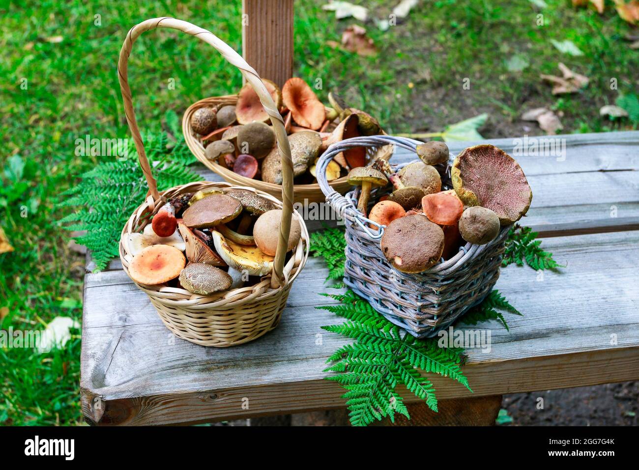 Körbe mit Pilzen auf Holzbank im Garten. Herbstzeit Stockfoto