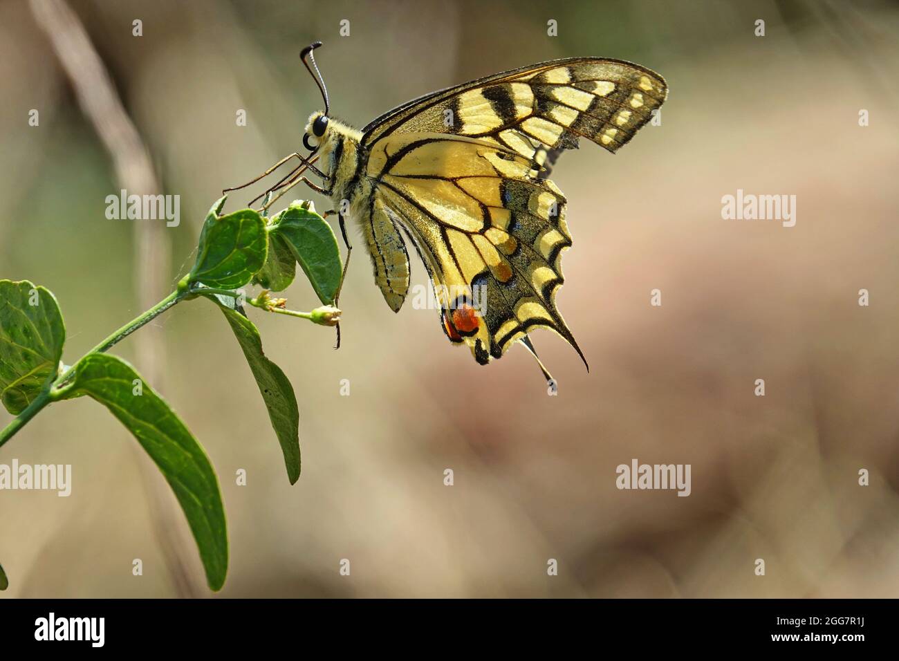 Alte Welt Schwalbenschwanz Schmetterling - Pieris Rapae, schöne farbige iconic Schmetterling der Europäischen Wiesen und Weideland. Stockfoto