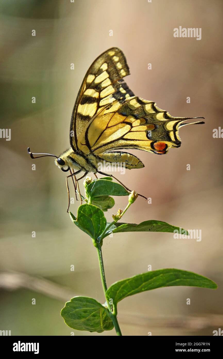 Alte Welt Schwalbenschwanz Schmetterling - Pieris Rapae, schöne farbige iconic Schmetterling der Europäischen Wiesen und Weideland. Stockfoto