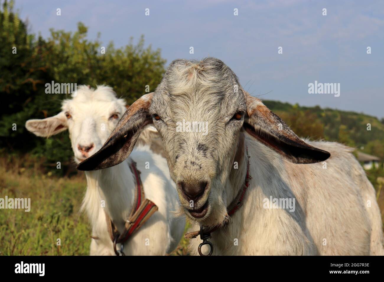 Zwei Ziegen grasen auf einer grünen Wiese blickt in die Kamera, ländliche Szene Stockfoto