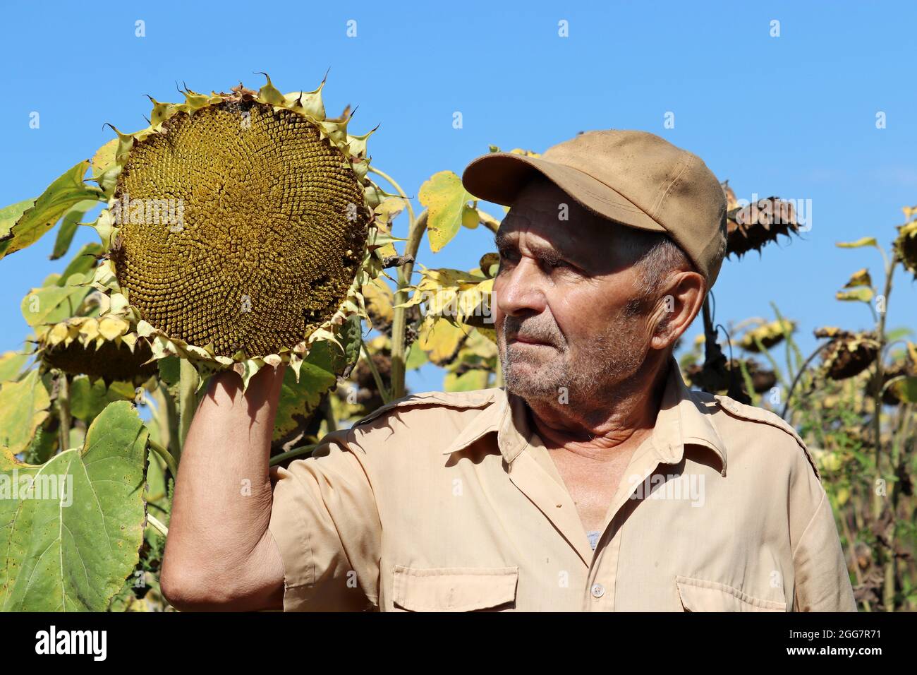 Alter Bauer auf Sonnenblumenfeld, älterer Mann inspiziert die Ernte. Arbeit auf dem Bauernhof in einem sonnigen Tag, gute Ernte Stockfoto