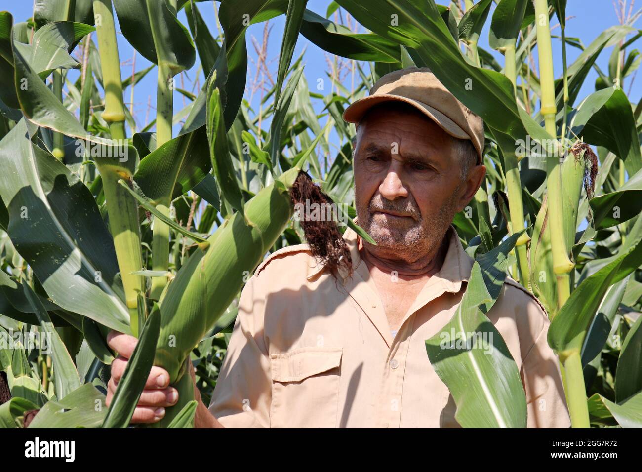 Der alte Bauer kontrolliert die Maisernte, der ältere Mann auf einem Feld. Arbeiter auf dem Bauernhof mit dem Kohlenaufnehmer in den Händen Stockfoto