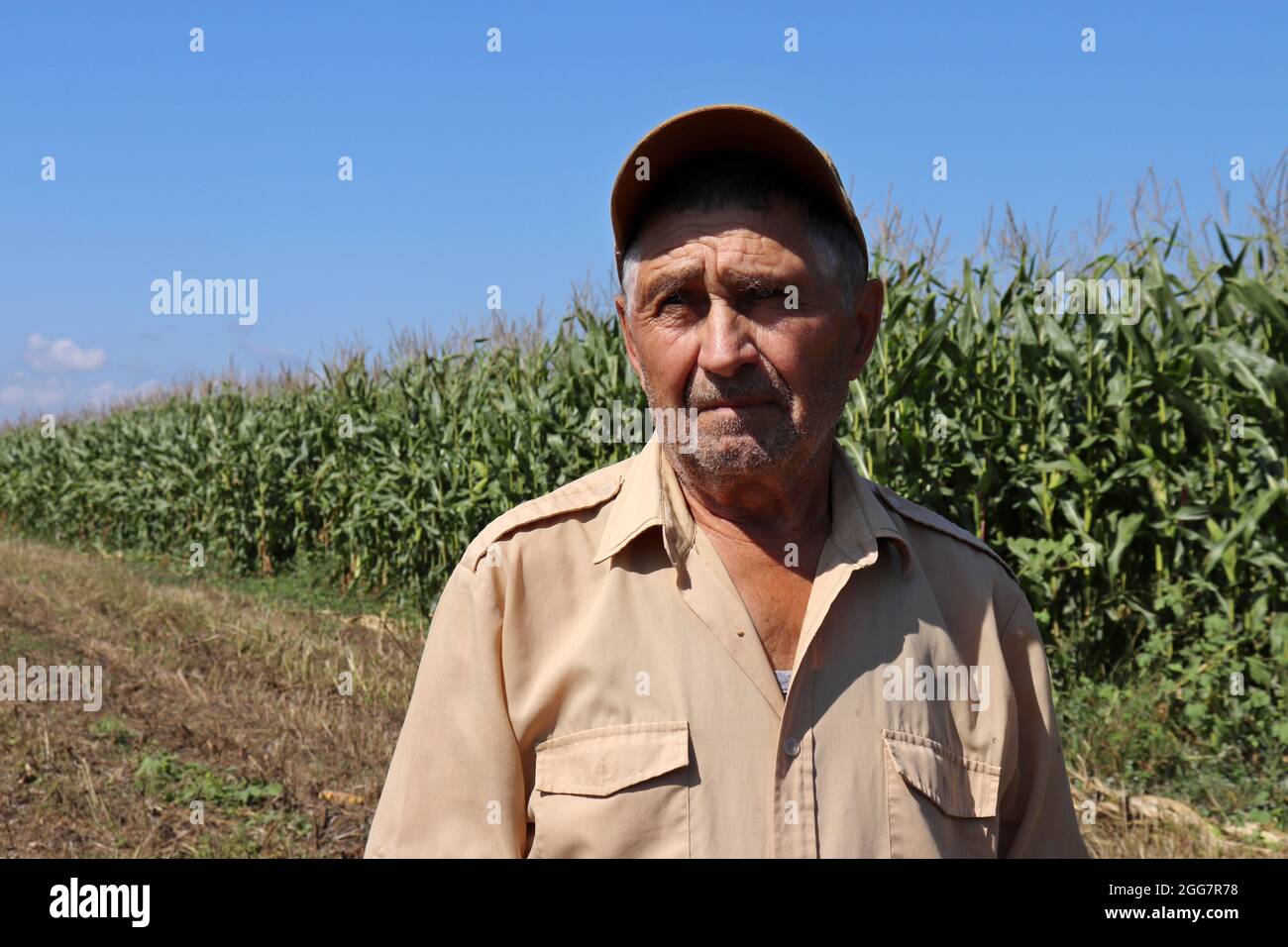 Der alte Bauer steht auf einem grünen Maisfeld, ein älterer Mann mit Baseballmütze inspiziert die Ernte. Farm in einem sonnigen Tag, hohe Maisstängel, gute Ernte Stockfoto