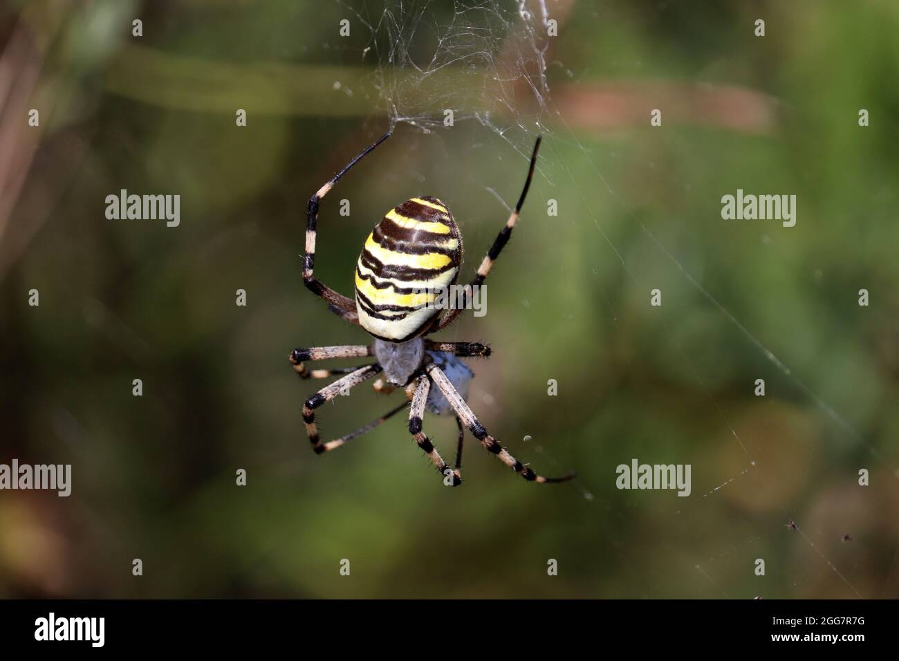 Agriope Spinne sitzt auf einem Netz in einem Wald. Wespenspinne, gefährliches giftiges Insekt Stockfoto