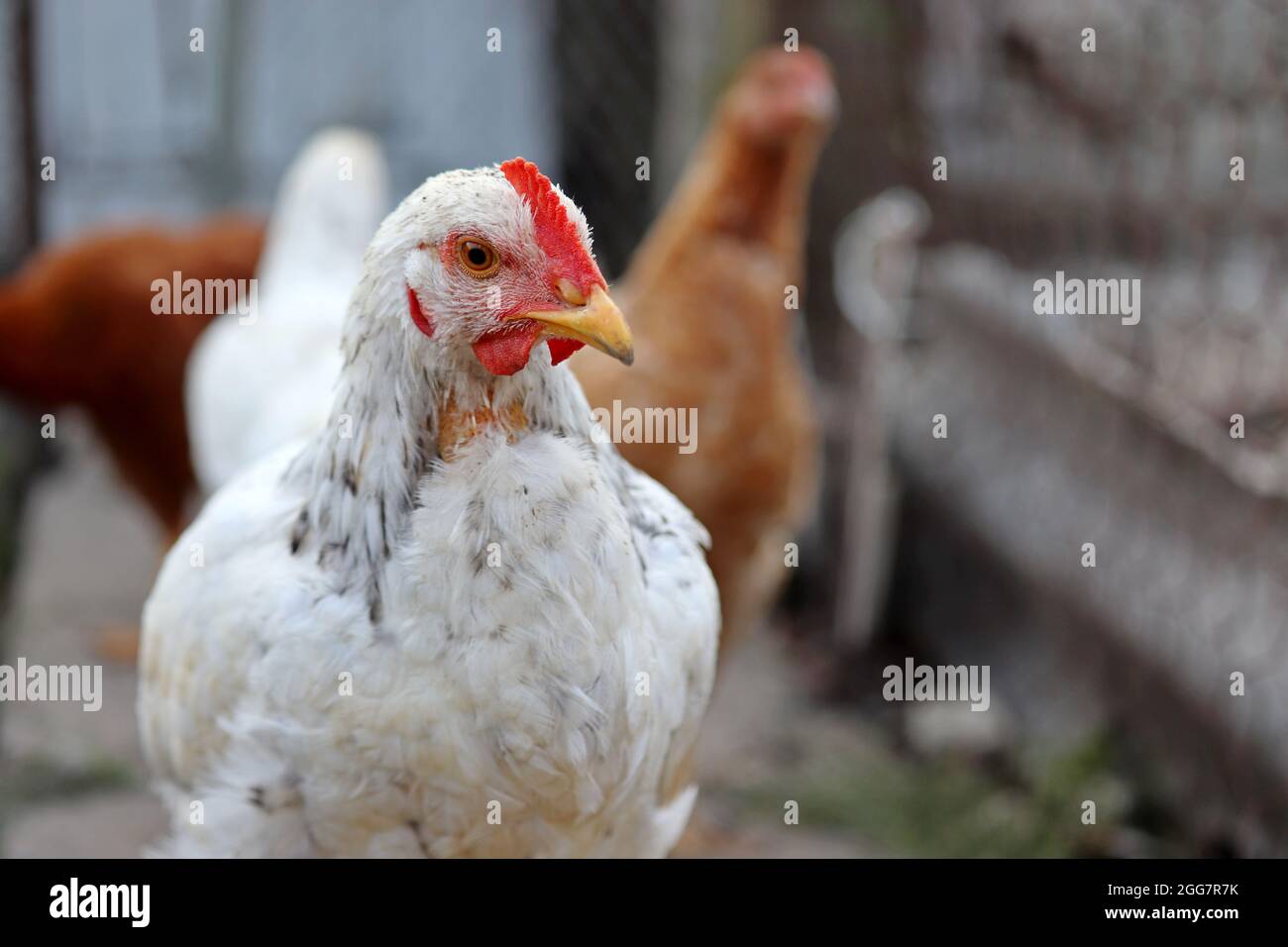 Weiße Henne auf dem Bauernhof, Geflügelkonzept. Hühner auf ländlichem Hintergrund Stockfoto
