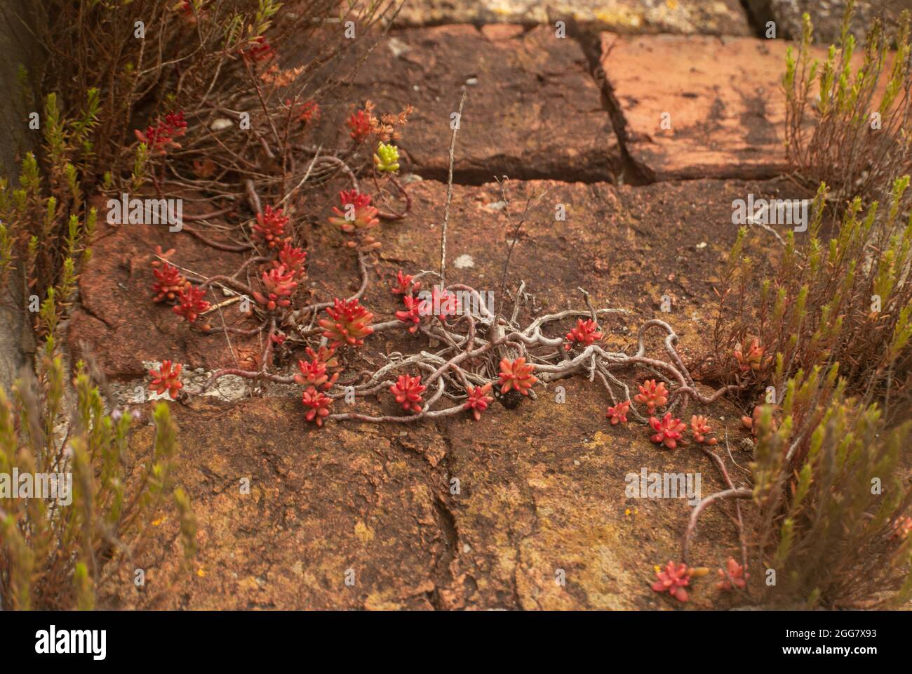 Jelly Bean Pflanze weben entlang der Kopfsteinpflaster - Sedum rubrotinctum, Selective Focus Stockfoto