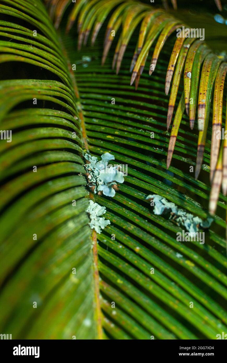 Eine kleine Flechte auf einem grünen Palmenblatt Nahaufnahme - Parmelia sulcata, Vertikal, selektiver Fokus Stockfoto