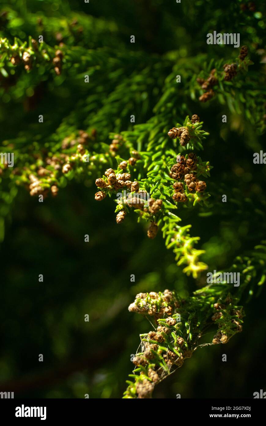 Junge japanische Zedernzweige mit kleinen Zapfen im Sonnenlicht - Cryptomeria japonica, Vertikal, selektiver Fokus Stockfoto