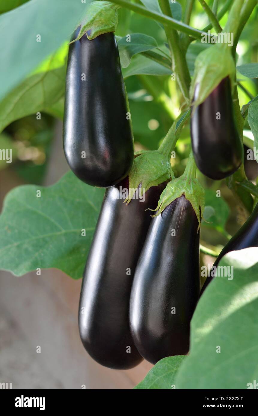 Auberginen, auch als Aubergine oder Brinjal bekannt, sind eine Pflanzenart aus der Familie der Nachtschattengewächse Solanaceae. Auberginen werden weltweit als essbares Gemüse angebaut. Stockfoto